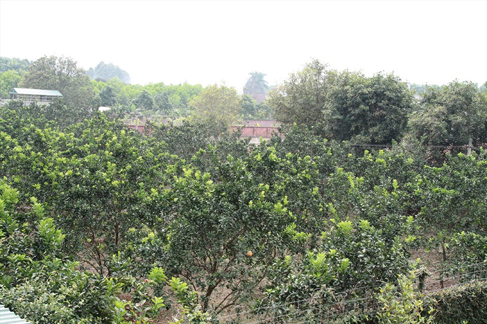 NSND Thanh Hoa đau lòng khi nhìn vườn cây 11 năm trồng trọt tan hoang- Ảnh 21.
