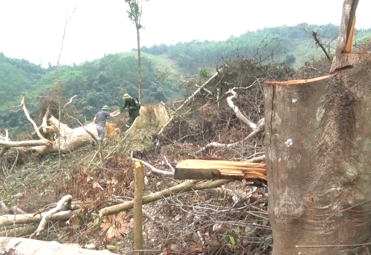 Đề nghị khởi tố vụ phá gần 6 héc ta rừng tự nhiên tại Quảng Bình - Ảnh 1.
