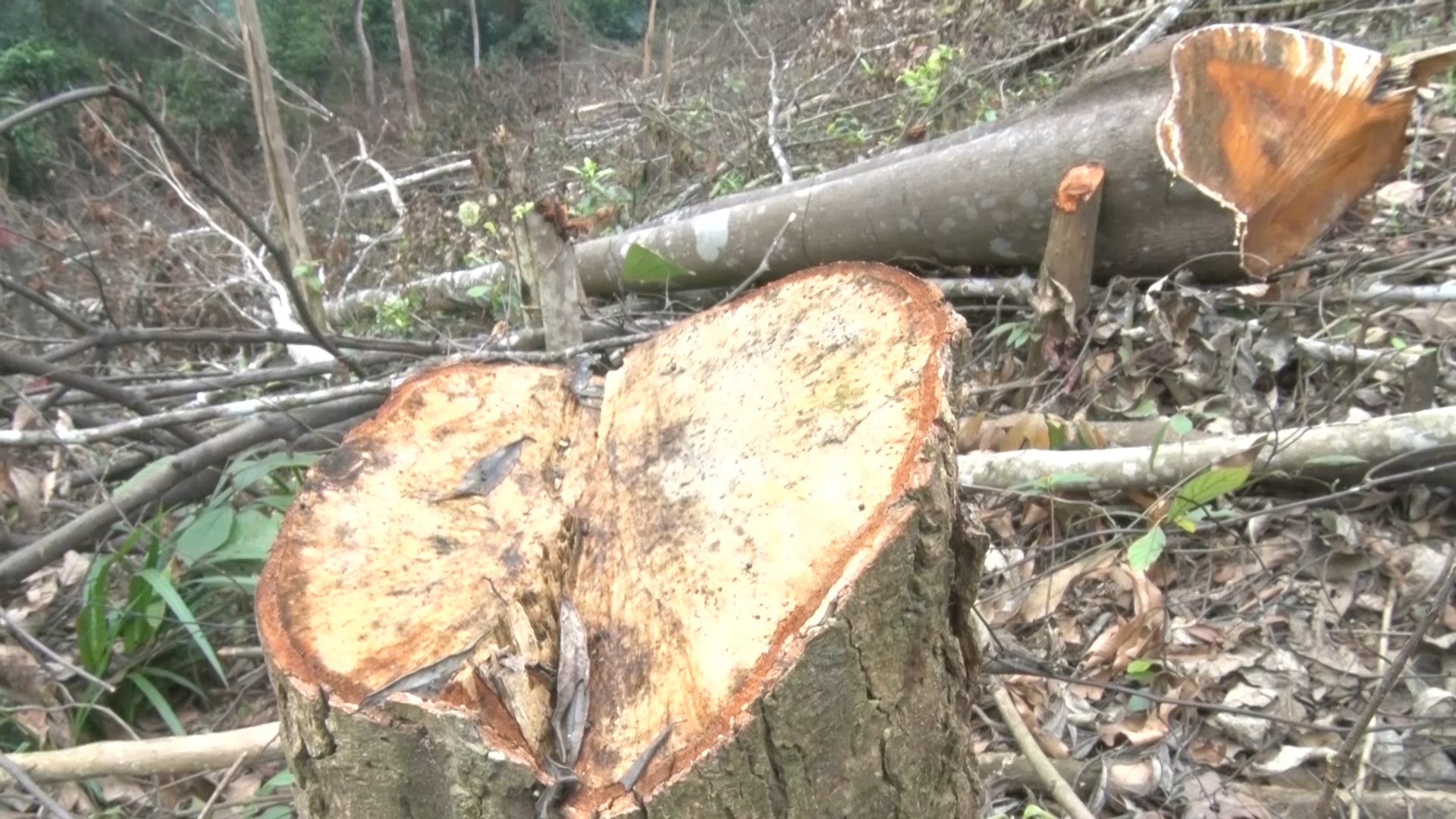 Đề nghị khởi tố vụ phá gần 6 héc ta rừng tự nhiên tại Quảng Bình - Ảnh 2.