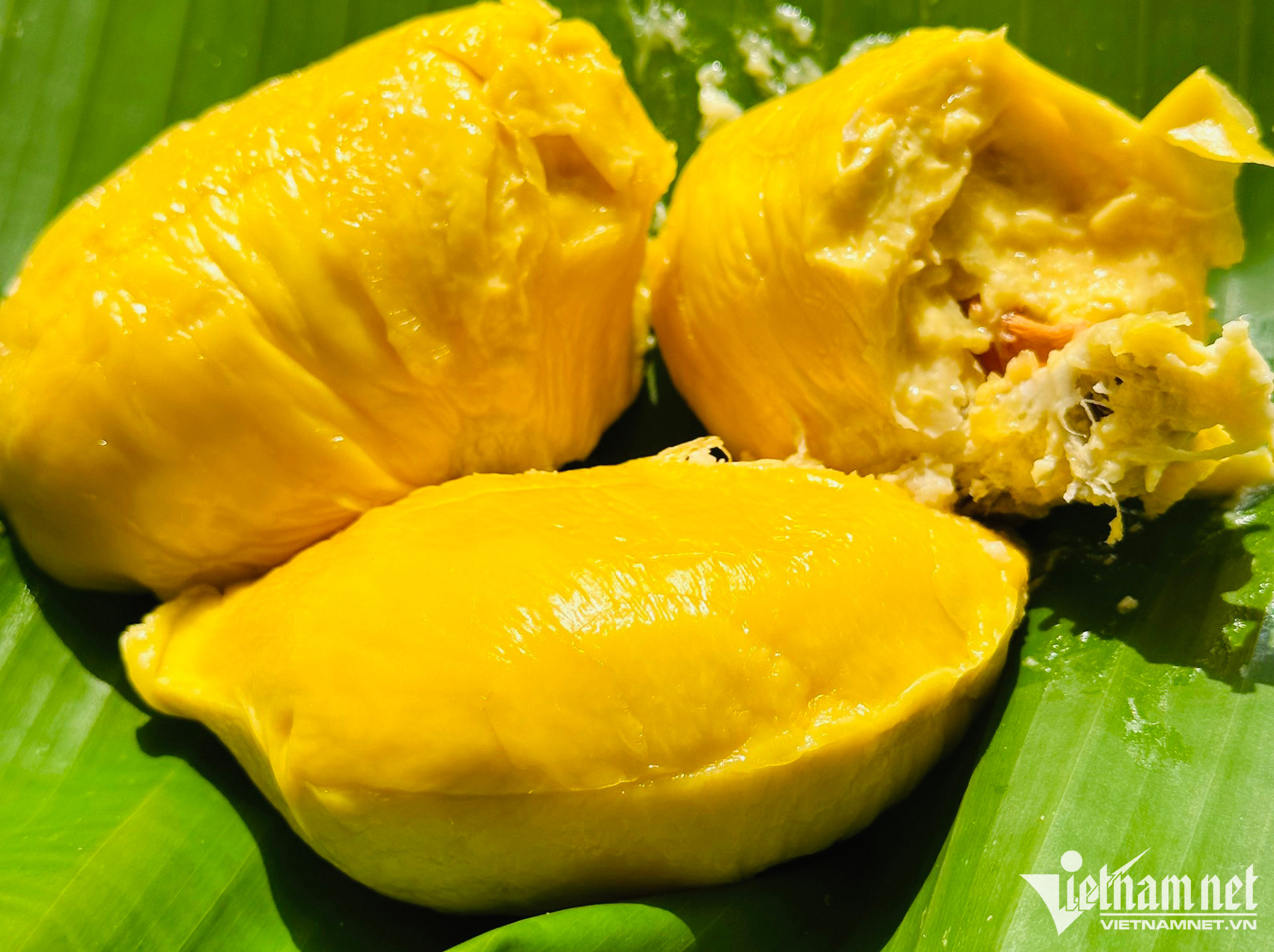 Sầu riêng ngon nhất thế giới trồng tại Việt Nam: 900 nghìn/kg, chờ nửa tháng mới có hàng - Ảnh 2. Sầu riêng ngon nhất thế giới trồng tại Việt Nam: 900 nghìn/kg, chờ nửa tháng mới có hàng - Ảnh 2.