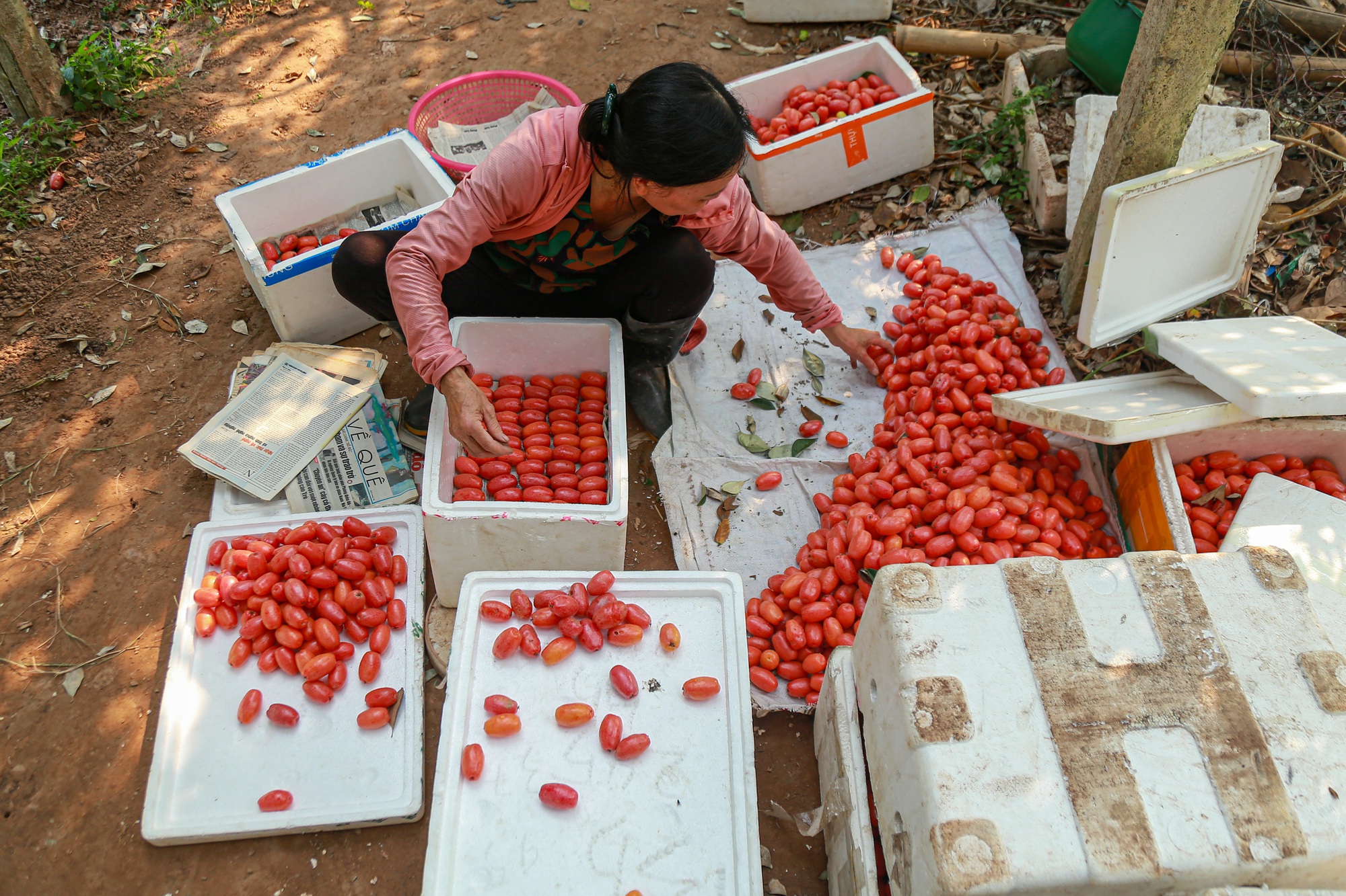 Giá nhót tại Hà Nội lên tới hơn 100 nghìn/kg, người nông dân than “được mùa nhưng mất giá” - Ảnh 10.