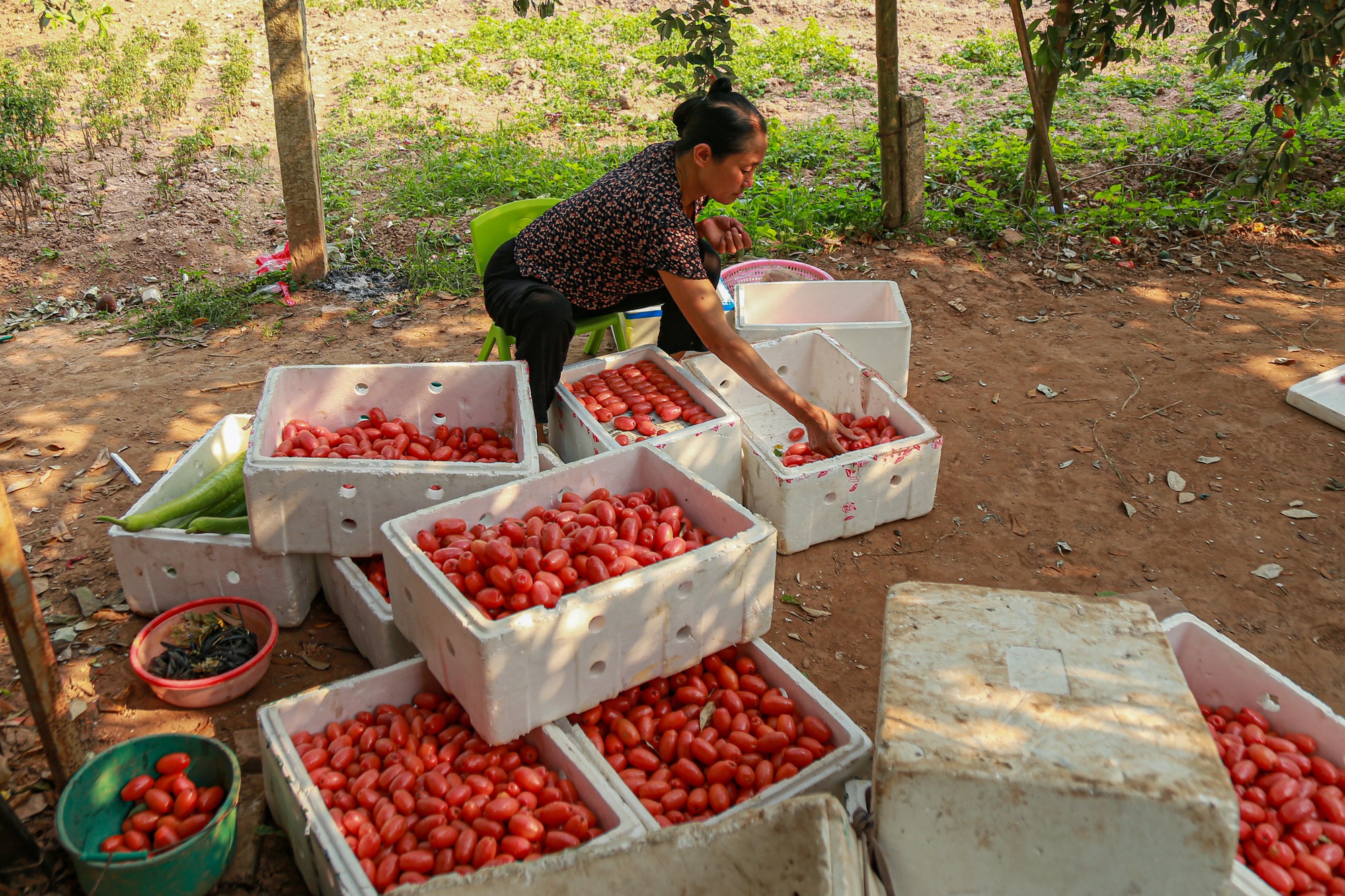Giá nhót tại Hà Nội lên tới hơn 100 nghìn/kg, người nông dân than “được mùa nhưng mất giá” - Ảnh 13.