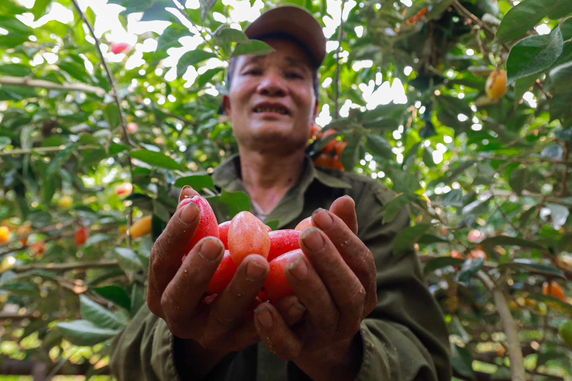 Giá nhót tại Hà Nội lên tới hơn 100 nghìn/kg, người nông dân than “được mùa nhưng mất giá” - Ảnh 5.