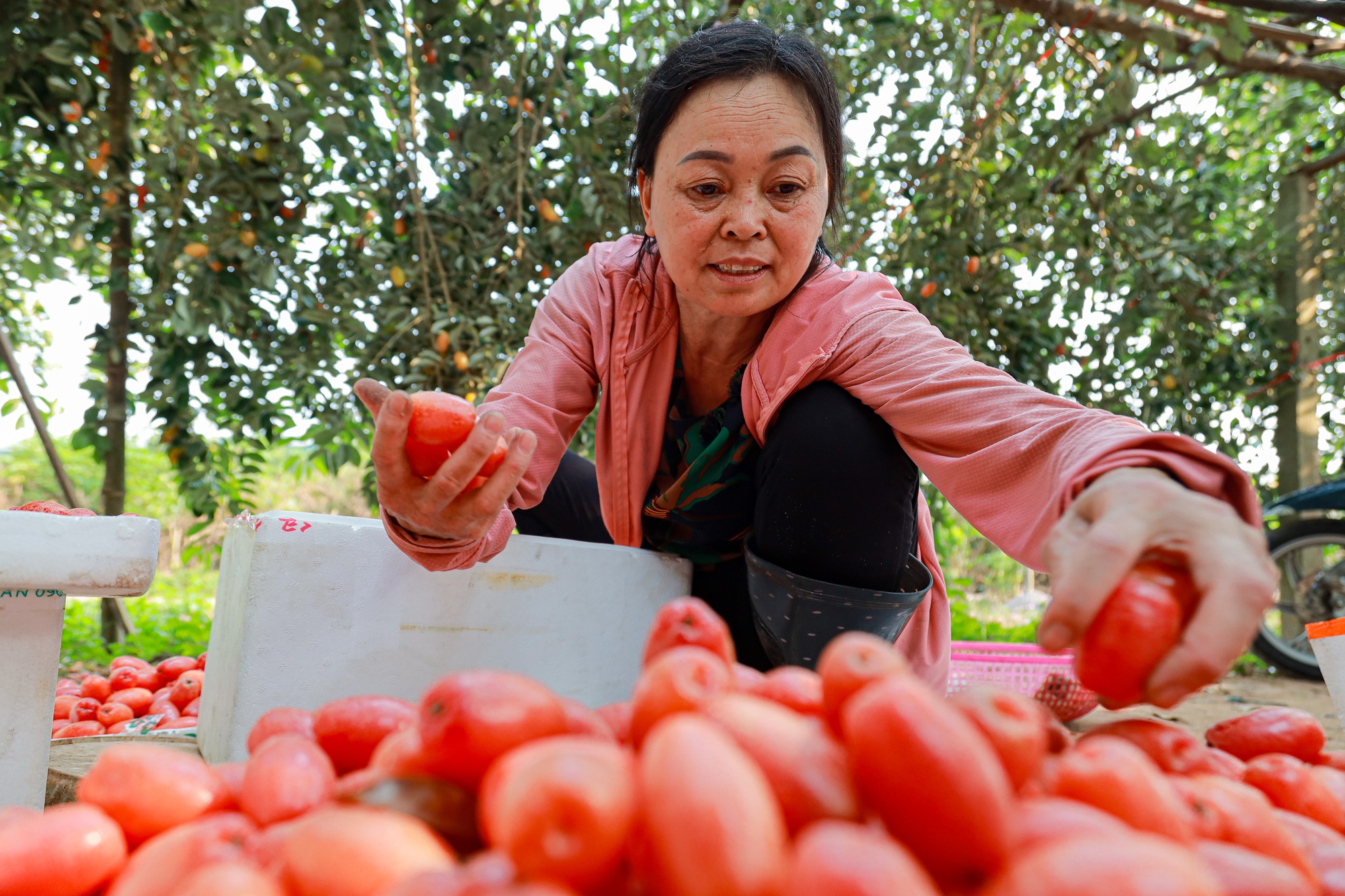 Giá nhót tại Hà Nội lên tới hơn 100 nghìn/kg, người nông dân than “được mùa nhưng mất giá” - Ảnh 8.