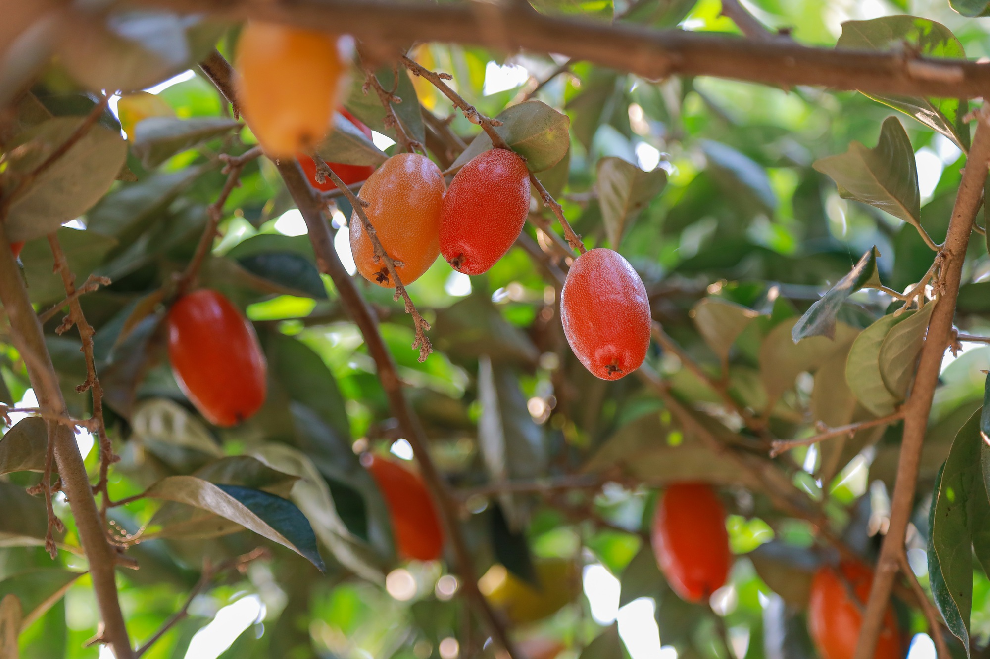 Giá nhót tại Hà Nội lên tới hơn 100 nghìn/kg, người nông dân than “được mùa nhưng mất giá” - Ảnh 9.