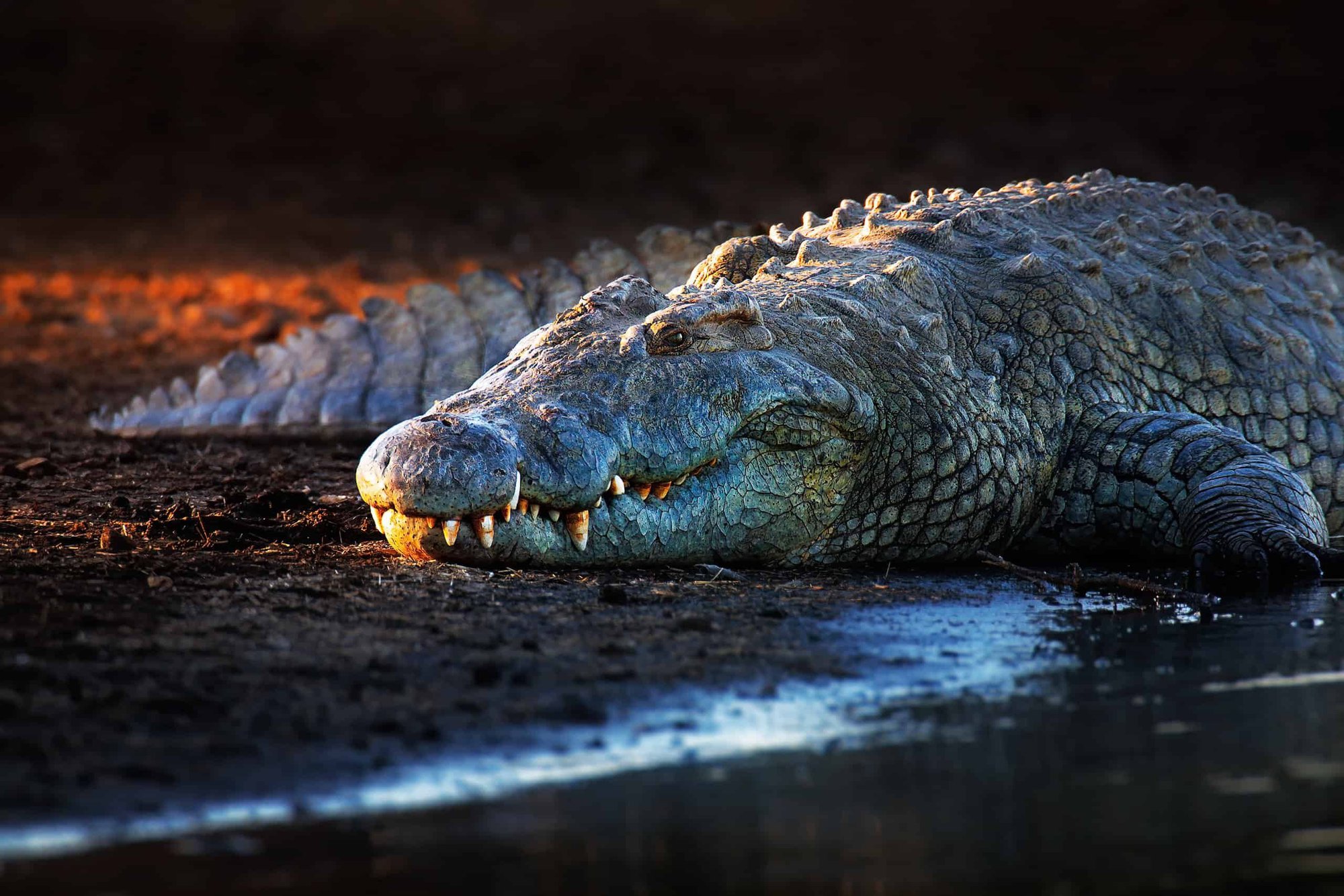 Tại sao lại có 12.000 con cá sấu sông Nile sinh sống trong hồ giữa sa mạc? - Ảnh 3.