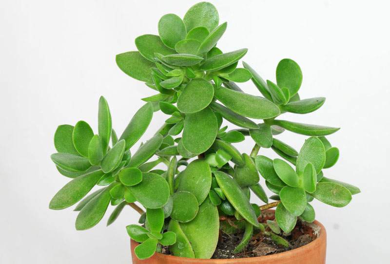 Muốn có giấc ngủ sâu, nên đặt những loại cây này trong phòng ngủ - Ảnh 8. Muốn có giấc ngủ sâu, nên đặt những loại cây này trong phòng ngủ - Ảnh 8.