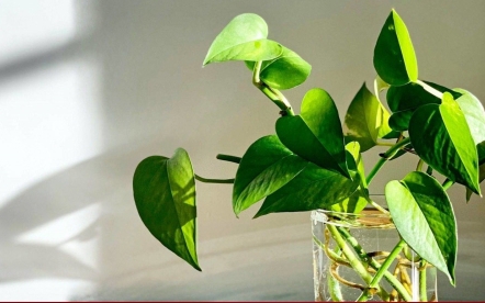 Muốn có giấc ngủ sâu, nên đặt những loại cây này trong phòng ngủ
