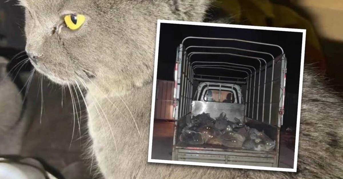 Truy theo dấu mèo cưng mất tích, cô gái và nhóm giải cứu động vật tá hỏa khi phát hiện thứ trên chiếc xe tải