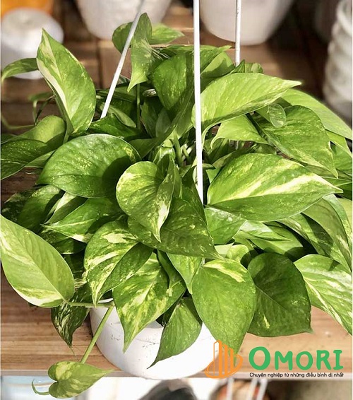 Muốn có giấc ngủ sâu, nên đặt những loại cây này trong phòng ngủ - Ảnh 2. Muốn có giấc ngủ sâu, nên đặt những loại cây này trong phòng ngủ - Ảnh 2.