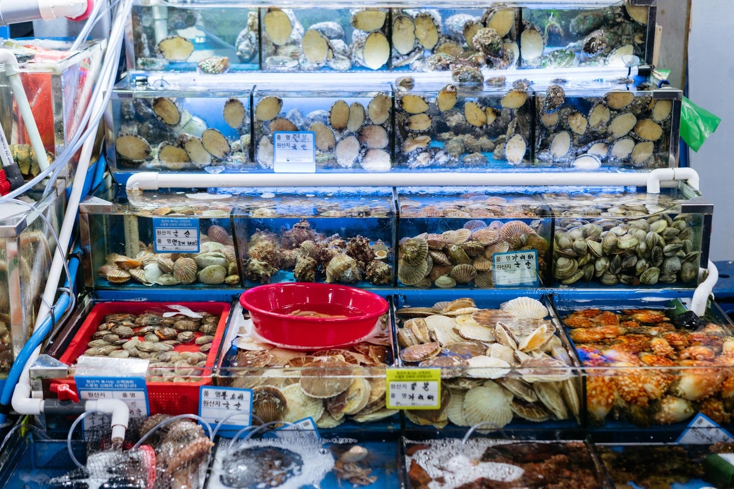 Cô gái Việt kể chuyện đi chợ hải sản tươi sống nổi tiếng Hàn Quốc: Có thể ăn ngay tại chợ luôn, 4 triệu đồng một bữa không gọi là đắt - Ảnh 2.