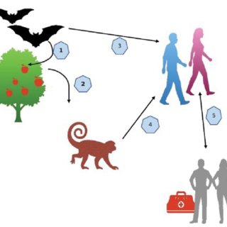 Bệnh do virus Marburg có lây qua quan hệ tình dục? - Ảnh 1.