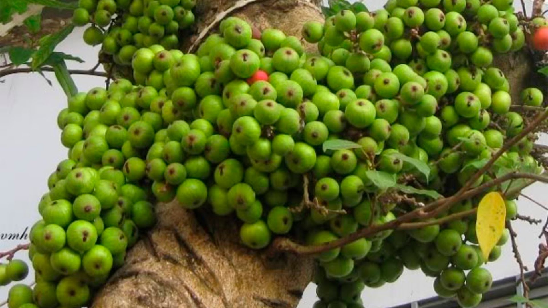 12 loại rau củ quả cần ăn thay đổi vì giàu chất xơ rất tốt cho sức khỏe, đẹp da, giảm cân - Ảnh 11.