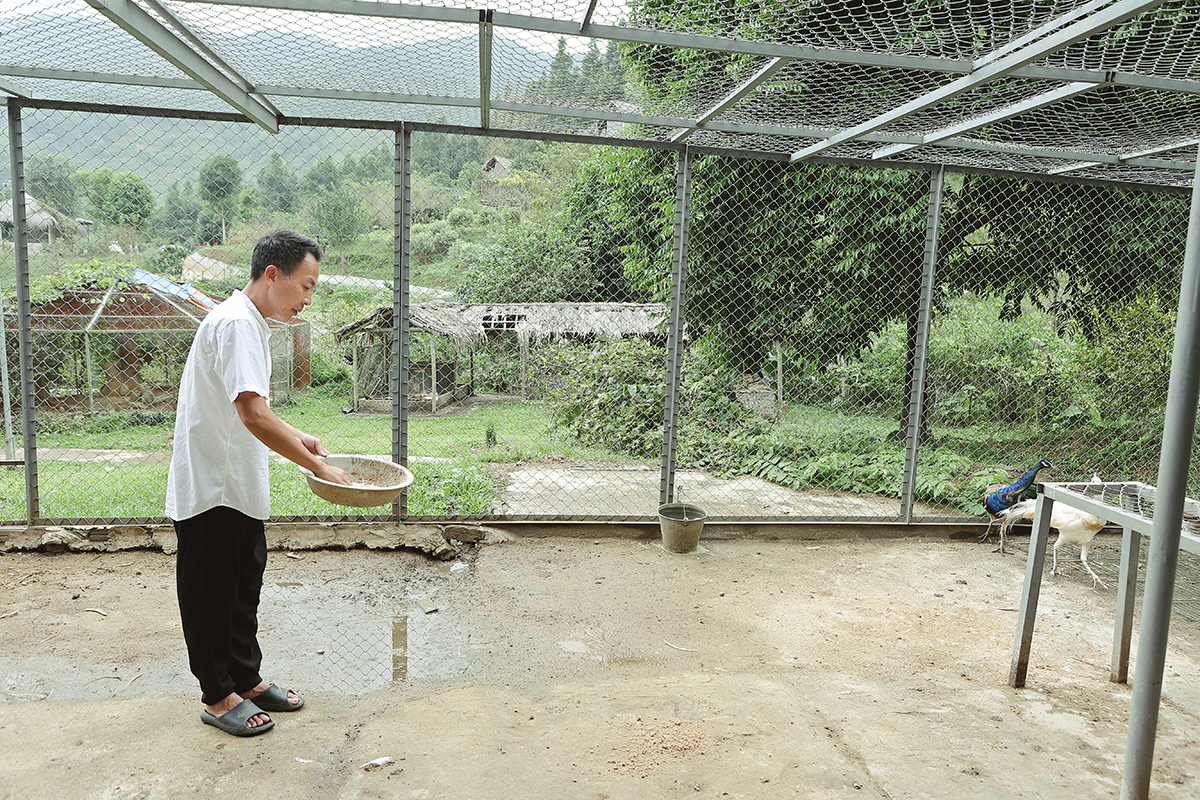 Việt Hoàn trồng rau, nuôi gà ở trang trại 12.000 m2 - Ảnh 2.