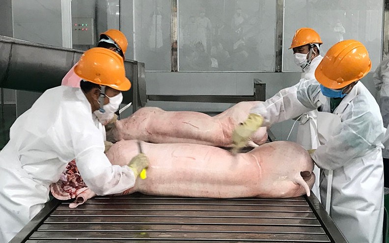 Gi&aacute; lợn hơi rơi xuống đ&aacute;y mới, &lsquo;&ocirc;ng lớn&rsquo; chăn nu&ocirc;i cũng lỗ nặng