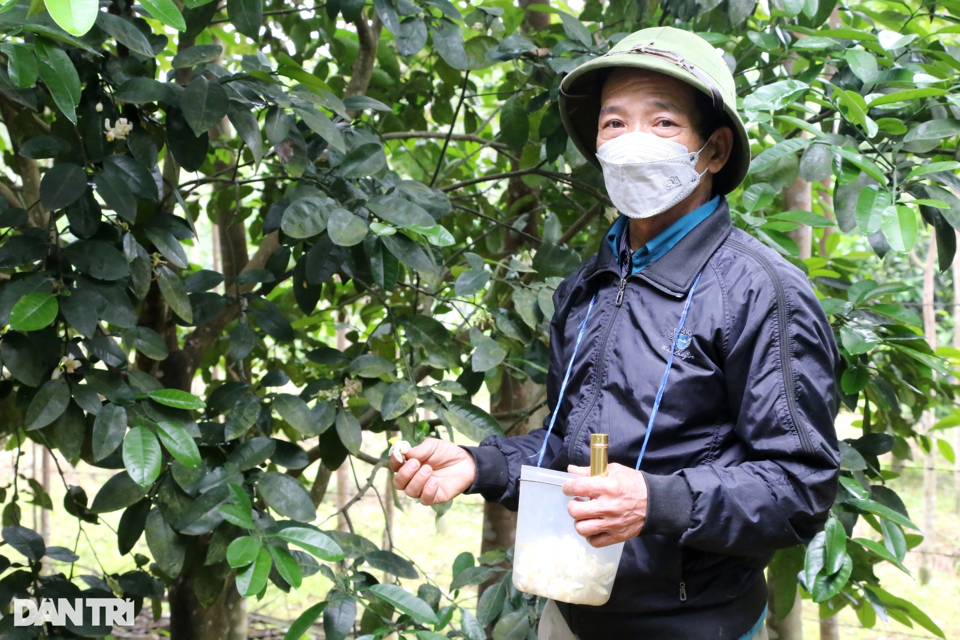 "Xe duyên" cho hoa của loại cây mang về tiền tỷ mỗi năm - Ảnh 3. "Xe duyên" cho hoa của loại cây mang về tiền tỷ mỗi năm - Ảnh 3.