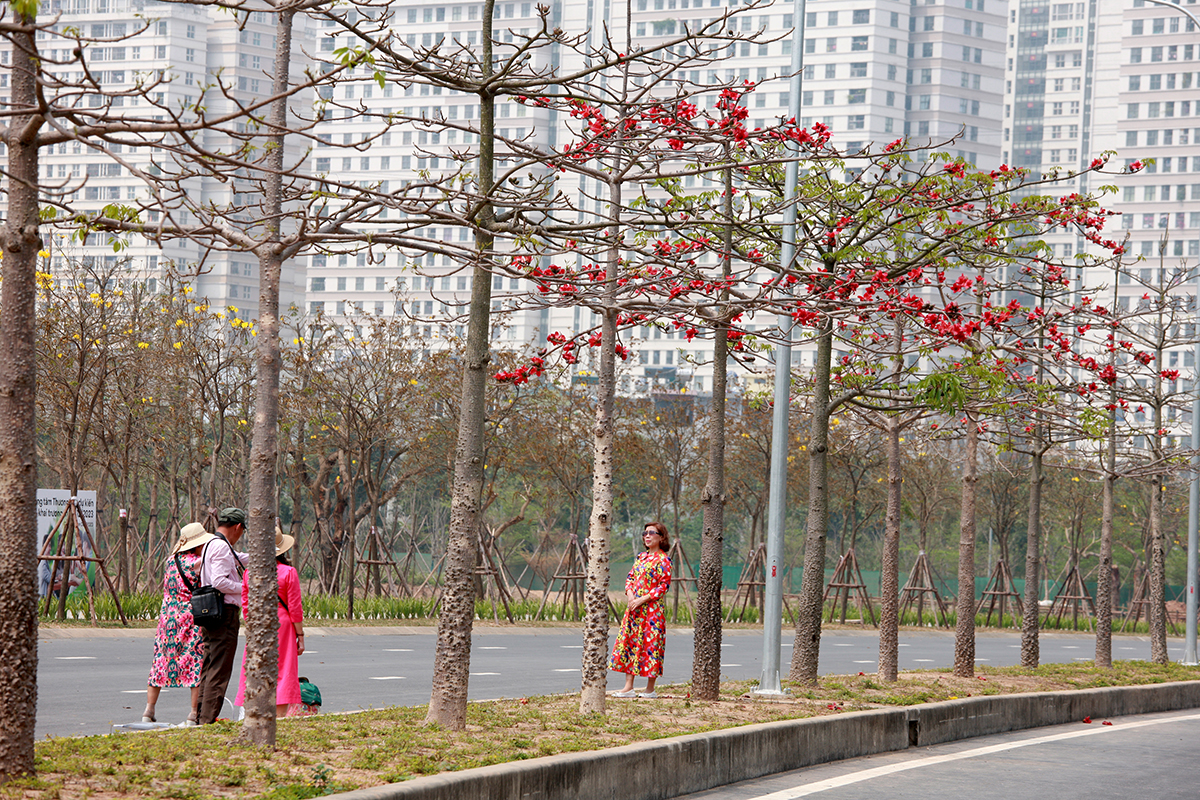 Chị em Hà thành lại sắp sửa 'sốt sình sịch' với con đường hoa gạo đỏ rực trời - Ảnh 5.