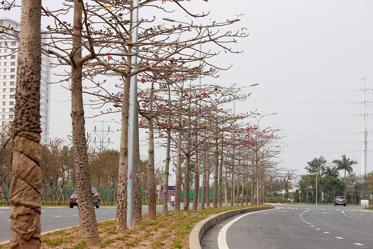 Chị em Hà thành lại sắp sửa 'sốt sình sịch' với con đường hoa gạo đỏ rực trời - Ảnh 2.