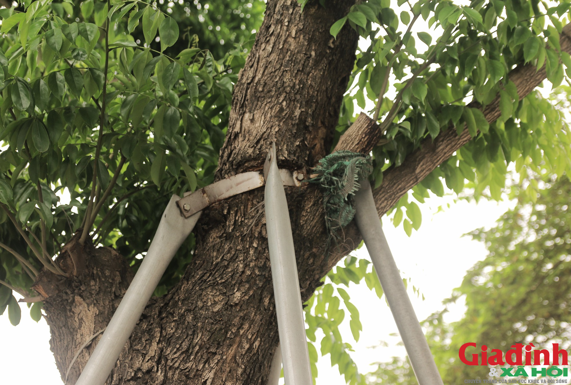Loạt cây xanh tại Thủ đô vẫn đang chịu cảnh &quot;gông&quot; siết cổ - Ảnh 4.