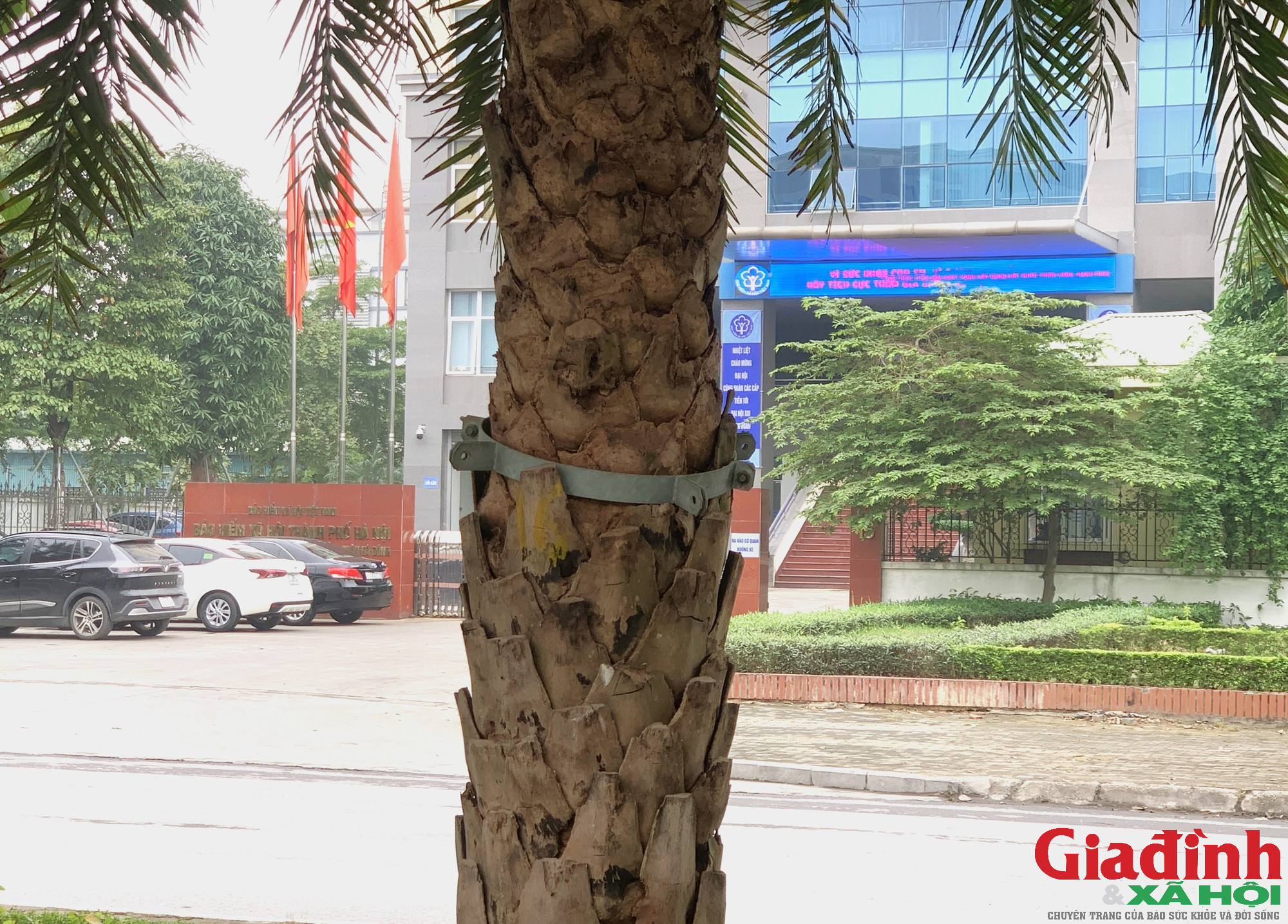 Loạt cây xanh tại Thủ đô vẫn đang chịu cảnh &quot;gông&quot; siết cổ - Ảnh 10.