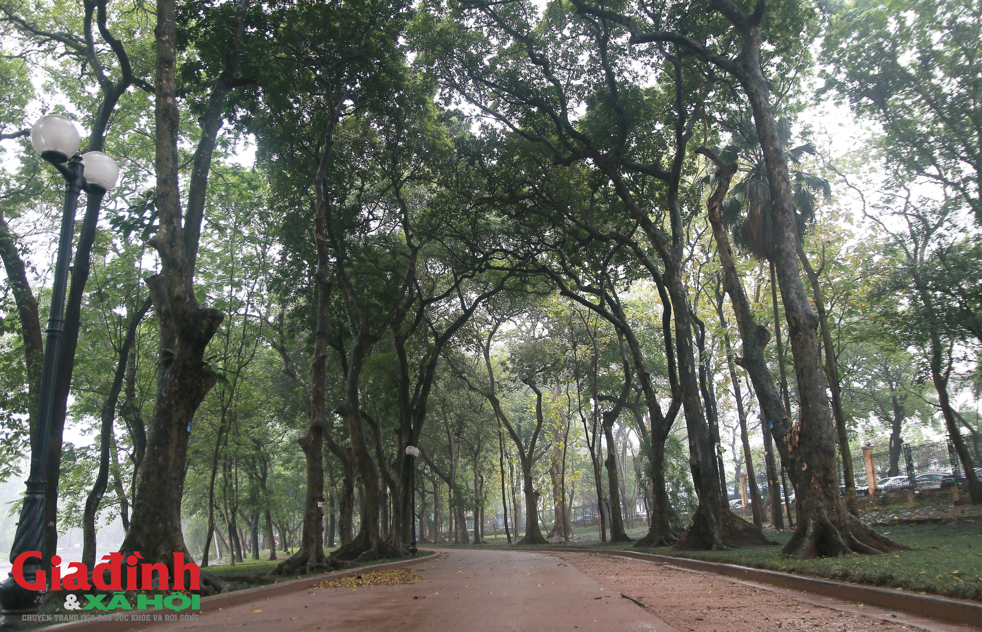 Hà Nội: Nhiều cây cổ thụ chết khô trong công viên Bách Thảo - Ảnh 2.