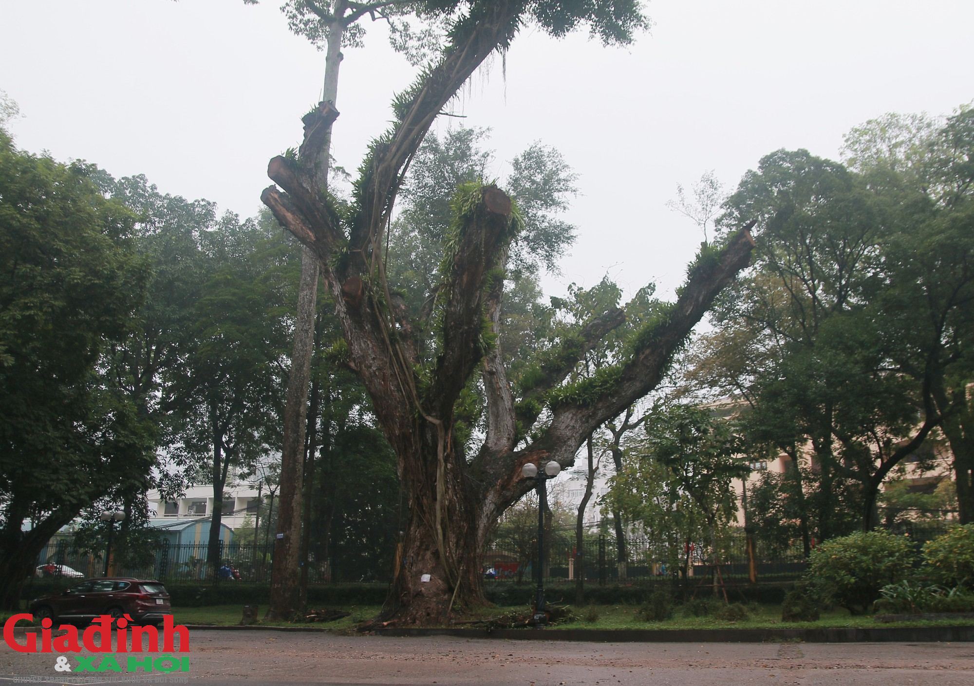 Hà Nội: Nhiều cây cổ thụ chết khô trong công viên Bách Thảo - Ảnh 3.
