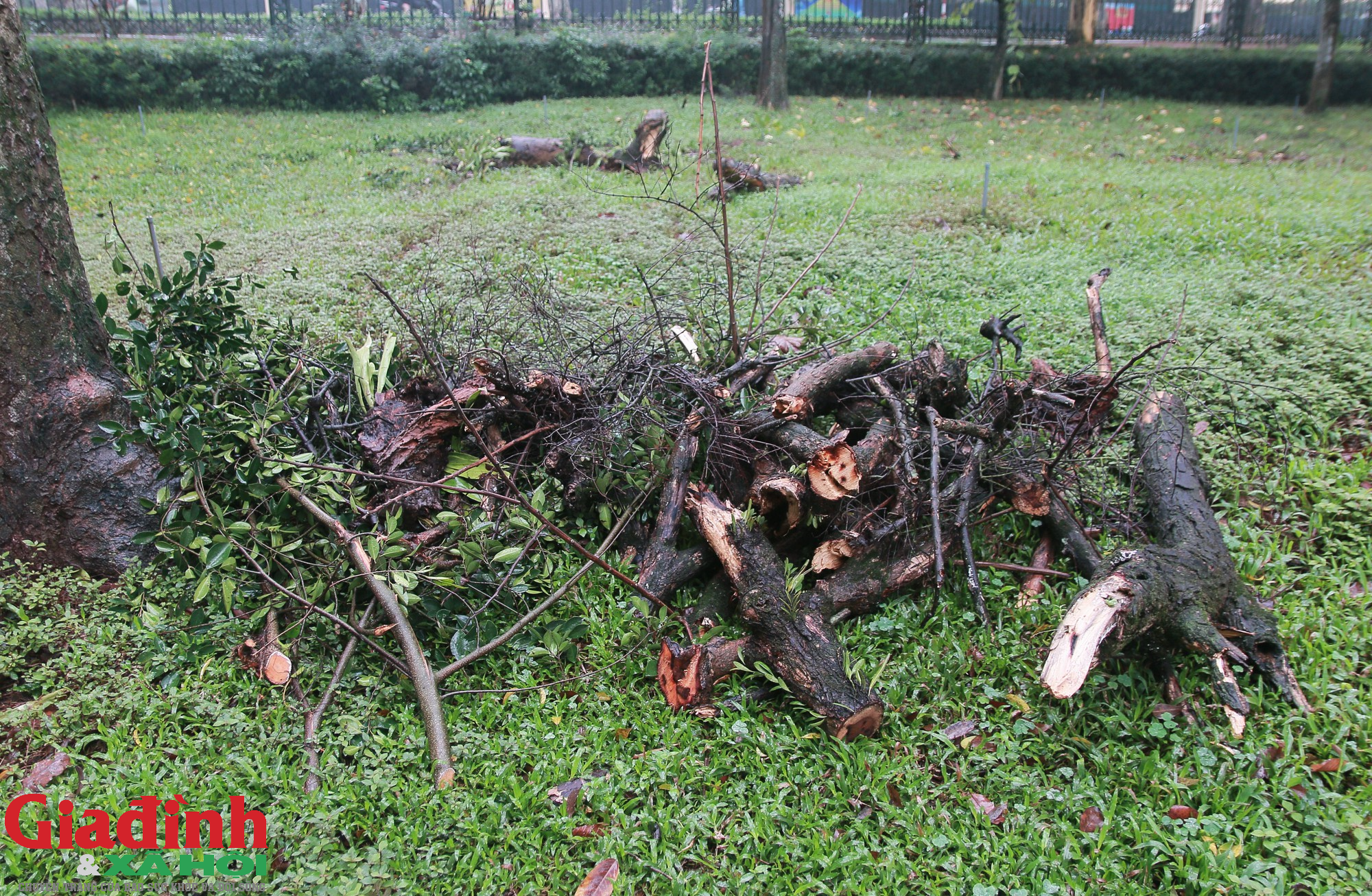 Hà Nội: Nhiều cây cổ thụ chết khô trong công viên Bách Thảo - Ảnh 5.