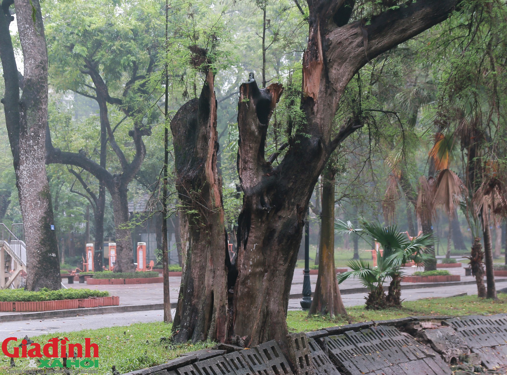 Hà Nội: Nhiều cây cổ thụ chết khô trong công viên Bách Thảo - Ảnh 6.