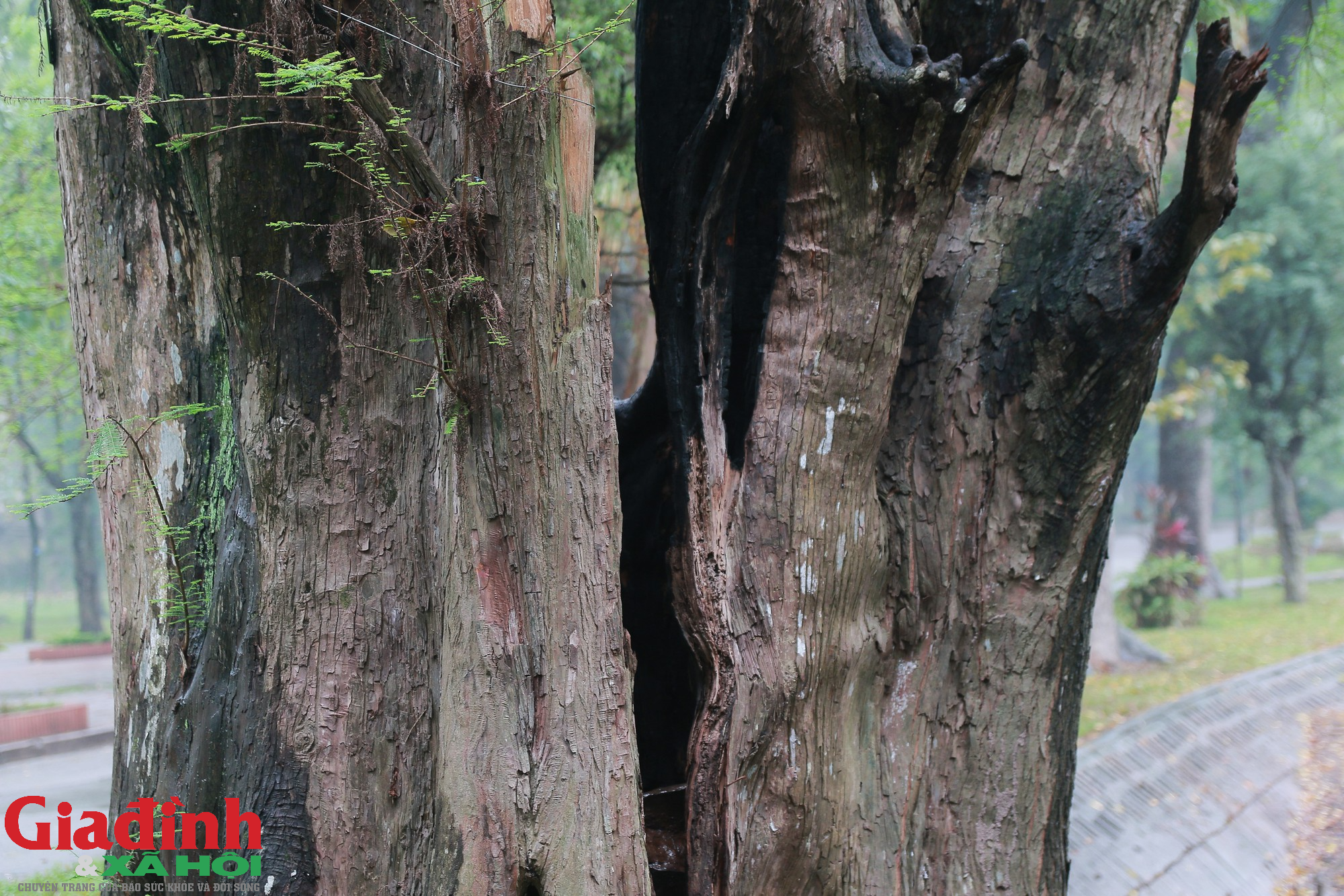 Hà Nội: Nhiều cây cổ thụ chết khô trong công viên Bách Thảo - Ảnh 7.