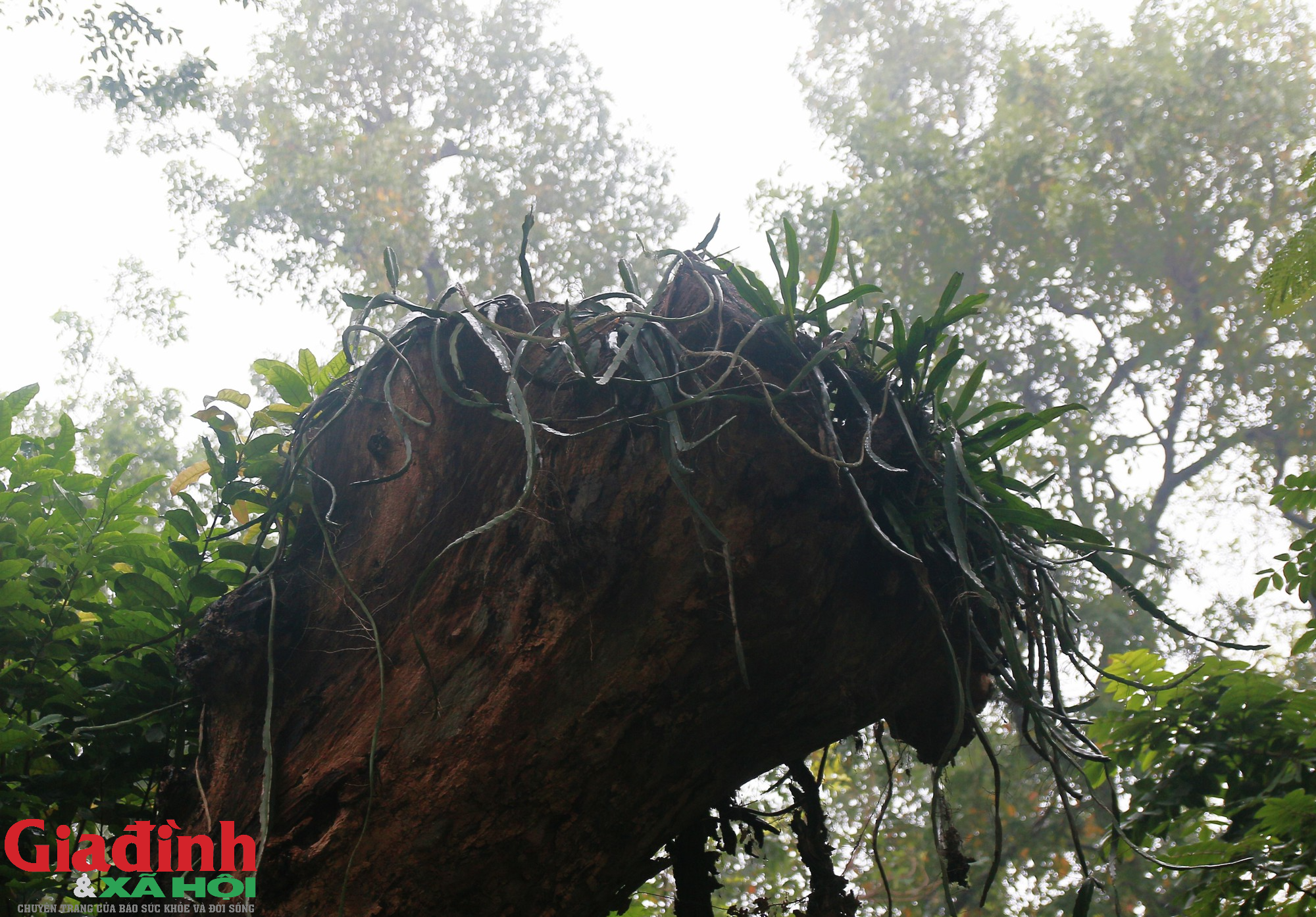 Hà Nội: Nhiều cây cổ thụ chết khô trong công viên Bách Thảo - Ảnh 9.