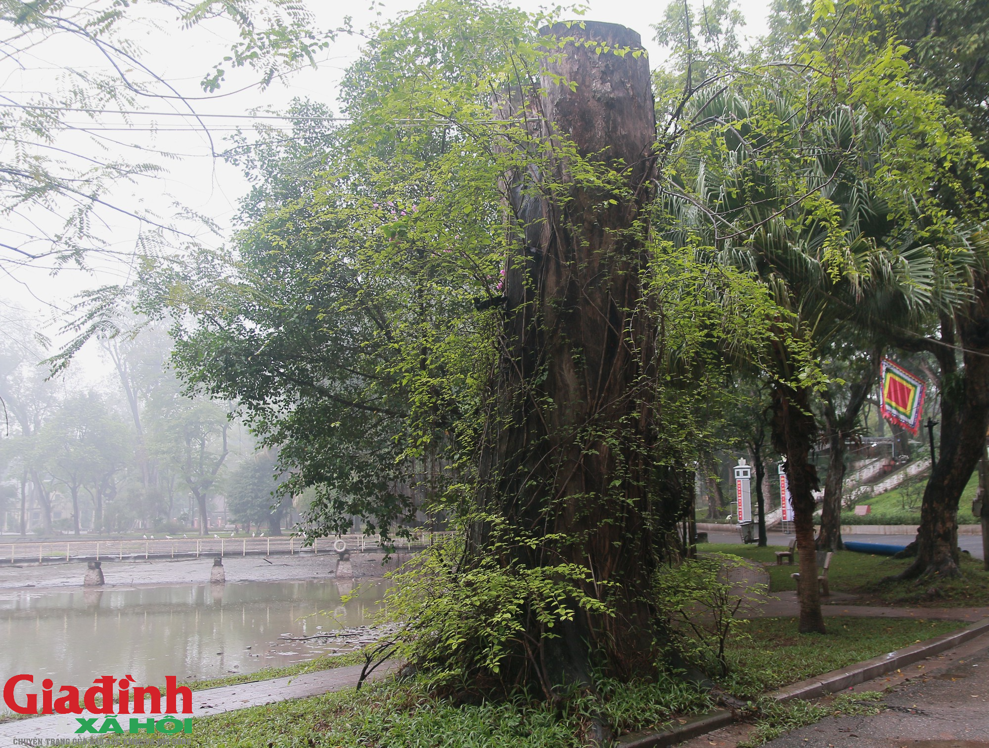 Hà Nội: Nhiều cây cổ thụ chết khô trong công viên Bách Thảo - Ảnh 10.