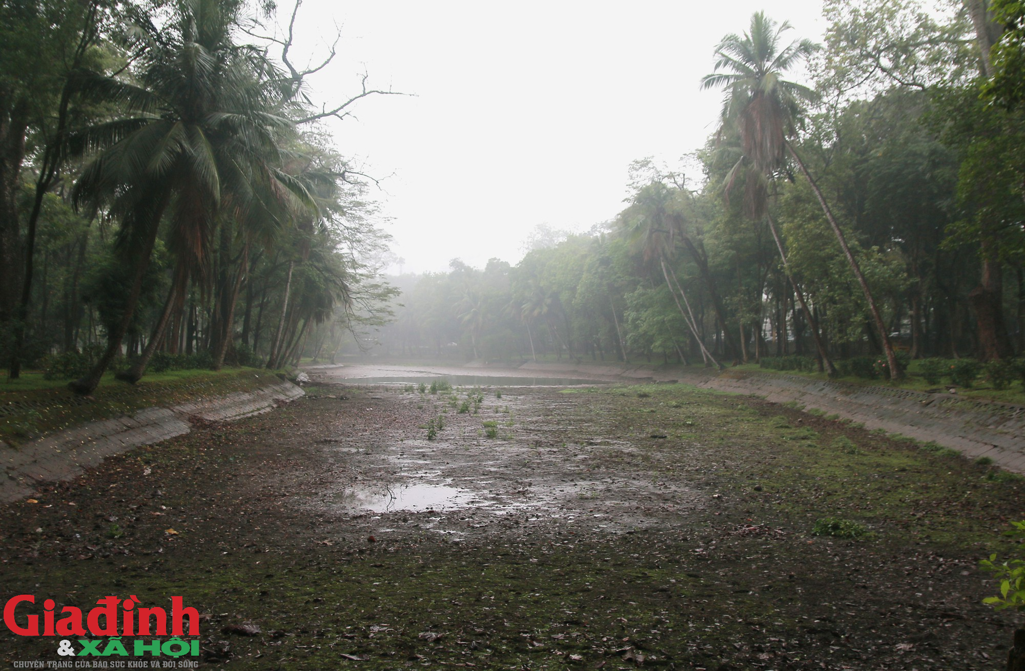 Hà Nội: Nhiều cây cổ thụ chết khô trong công viên Bách Thảo - Ảnh 14.