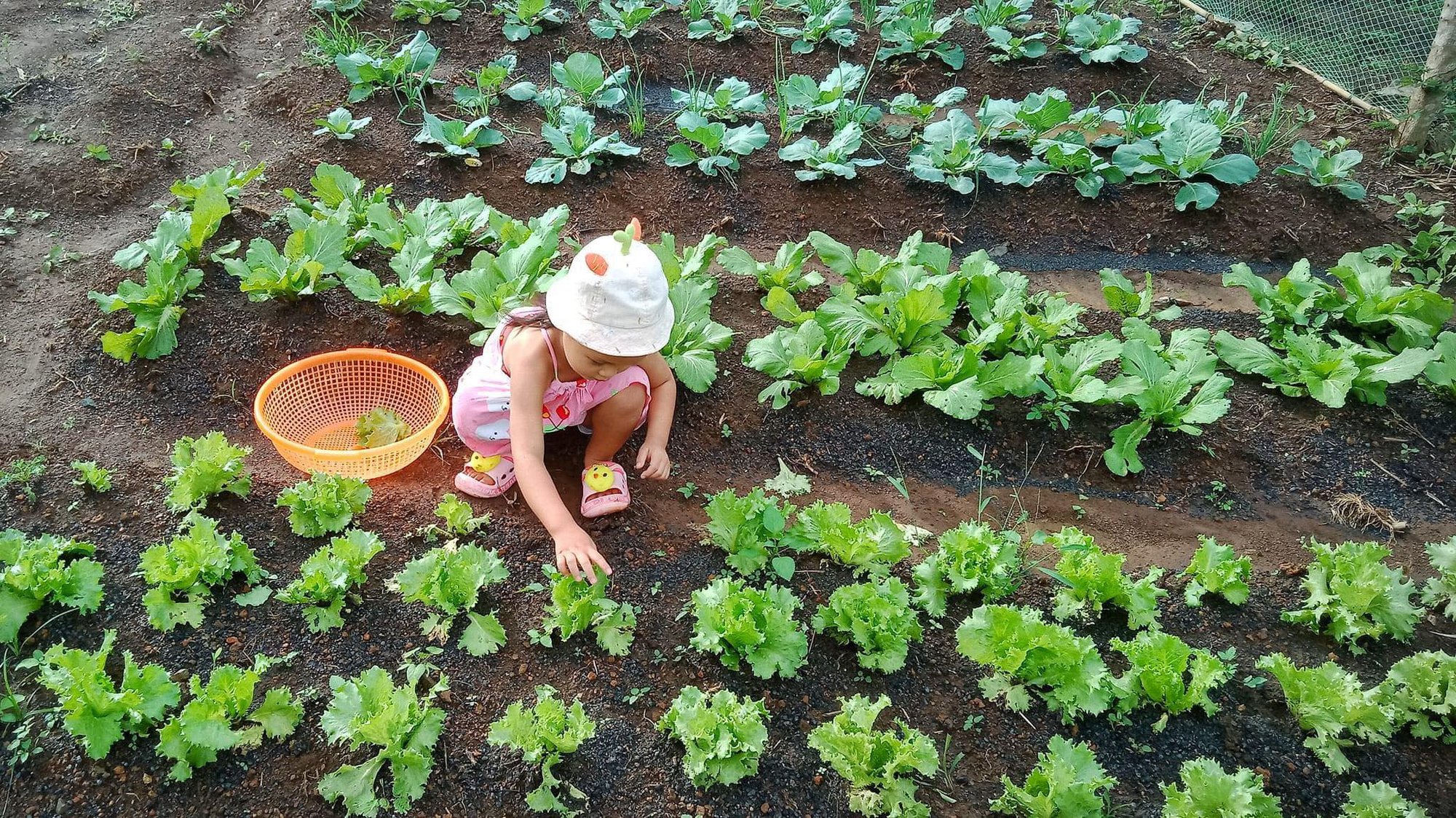 Người phụ nữ biến mảnh đất cuối xóm và chiếc bếp bỏ hoang thành căn nhà vườn đáng sống - Ảnh 5.