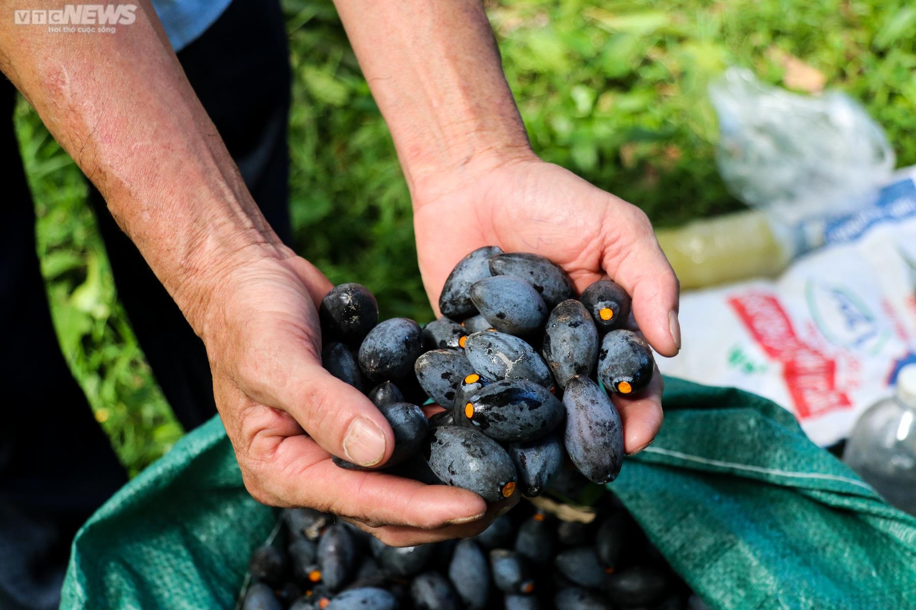 Một loại quả 'xưa kh&ocirc;ng ai nhặt' ở Việt Nam bỗng h&oacute;a 'v&agrave;ng đen': Trung Quốc l&ugrave;ng mua với gi&aacute; cao gấp 5 lần, đặt trước cả 10 năm - Ảnh 1.
