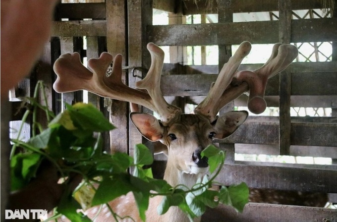 Ch&uacute; hươu li&ecirc;n tiếp mọc "sừng v&agrave;ng", trả gi&aacute; nửa tỷ đồng chủ kh&ocirc;ng b&aacute;n - Ảnh 3.