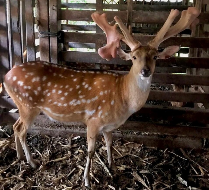 Ch&uacute; hươu li&ecirc;n tiếp mọc "sừng v&agrave;ng", trả gi&aacute; nửa tỷ đồng chủ kh&ocirc;ng b&aacute;n - Ảnh 1.