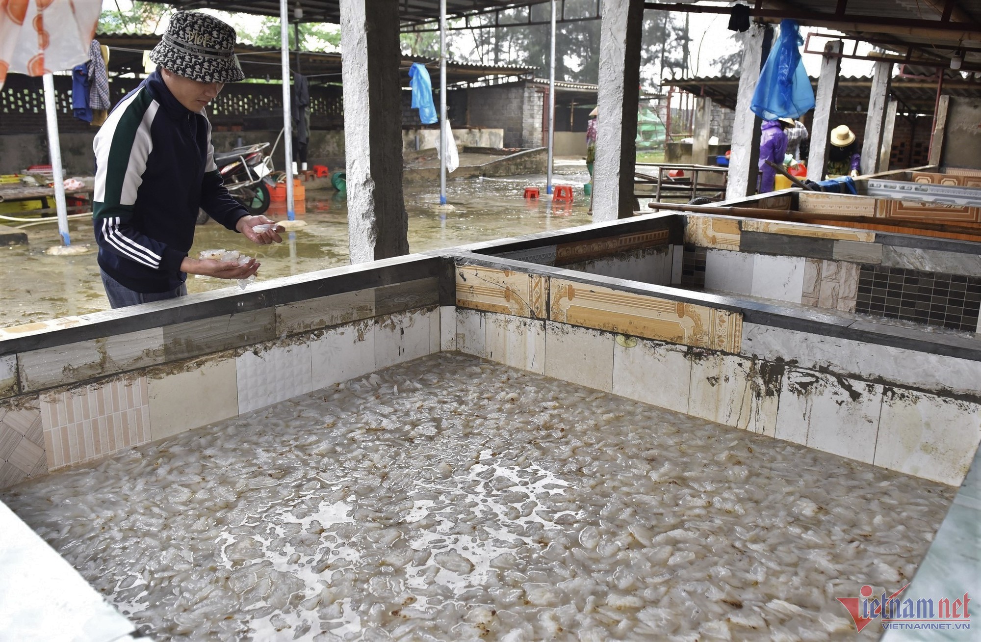 Ra khơi vớt sứa, ngư d&acirc;n Thanh H&oacute;a kiếm tiền triệu mỗi ng&agrave;y - Ảnh 4.