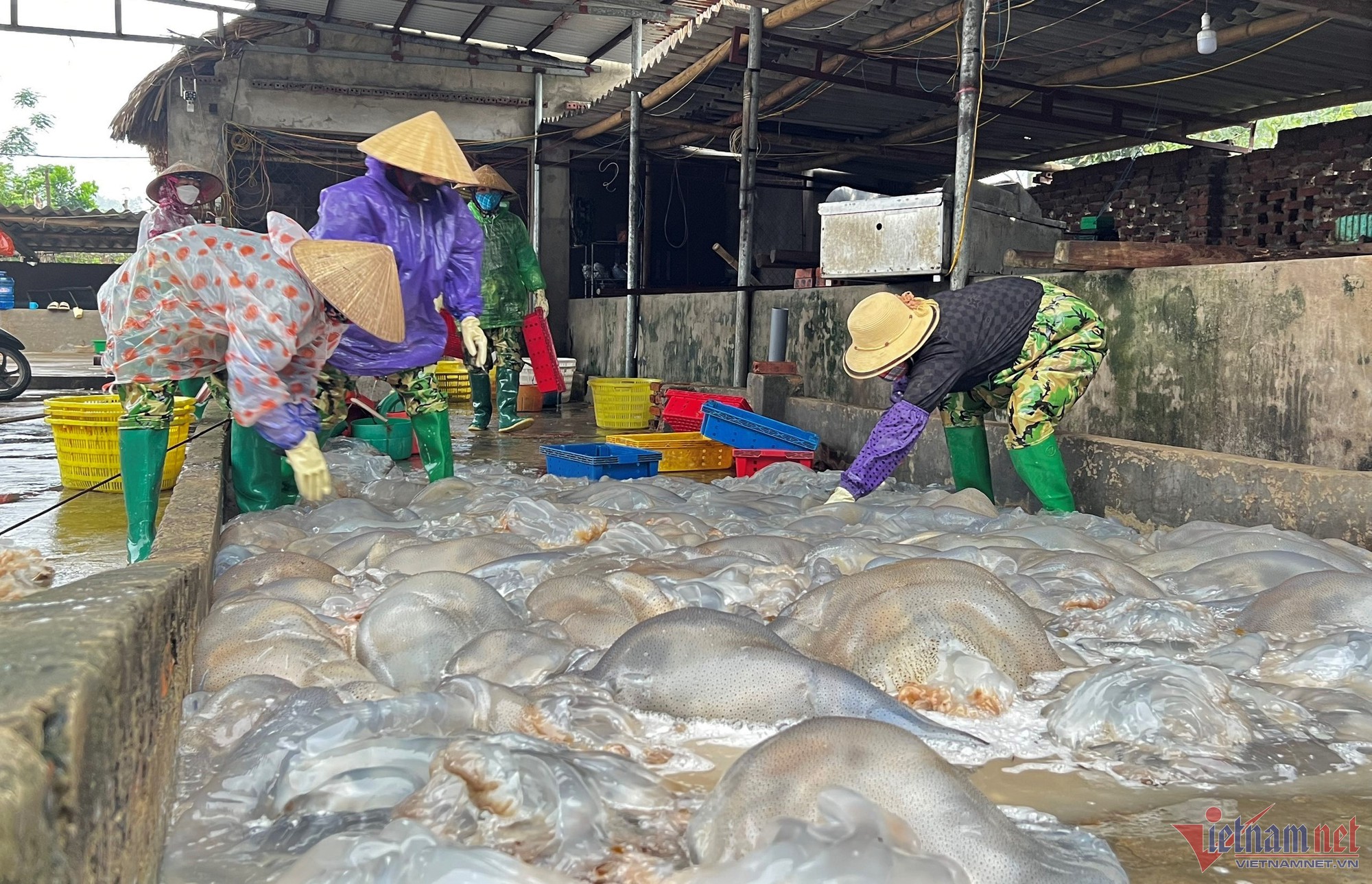 Ra khơi vớt sứa, ngư d&acirc;n Thanh H&oacute;a kiếm tiền triệu mỗi ng&agrave;y - Ảnh 3.