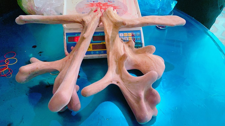 Cận cảnh cặp nhung hươu &ldquo;khổng lồ&rdquo; được b&aacute;n với gi&aacute; gần 100 triệu đồng - Ảnh 4.