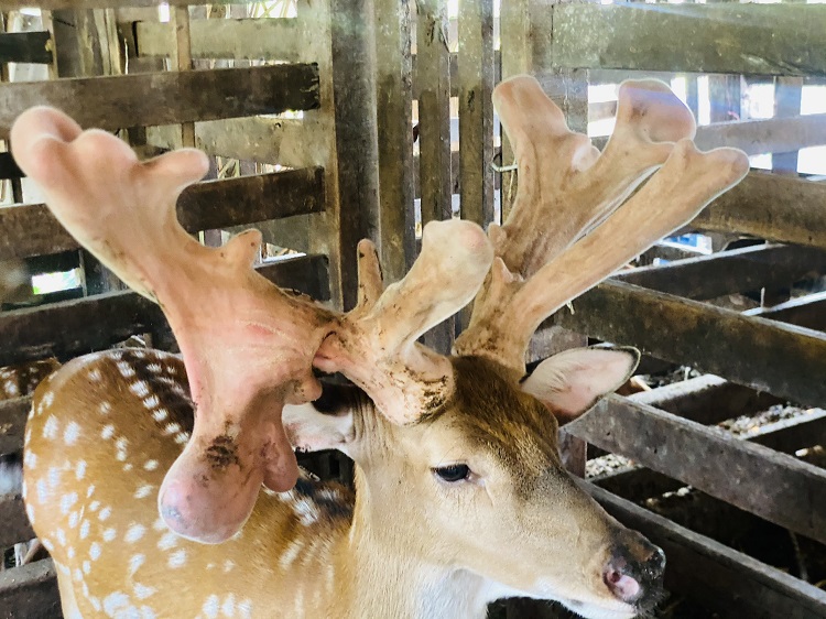 Cận cảnh cặp nhung hươu &ldquo;khổng lồ&rdquo; được b&aacute;n với gi&aacute; gần 100 triệu đồng - Ảnh 5.