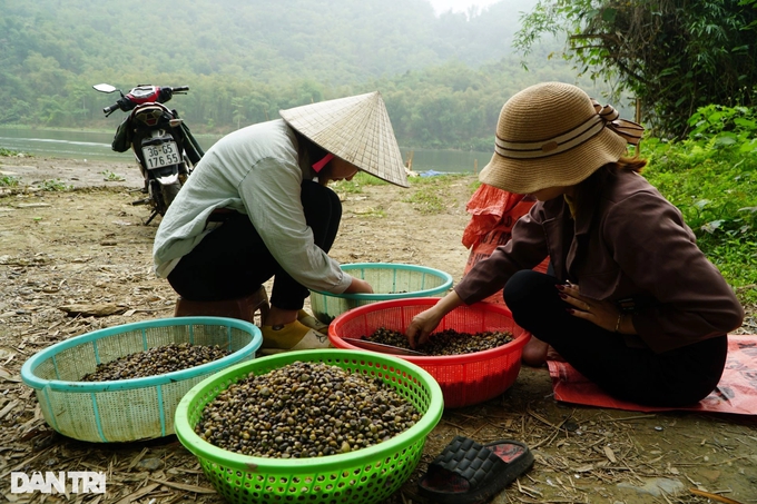 Công phu nghề cào hến trên sông Mã - Ảnh 8.