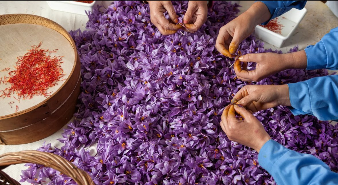 Tròn mắt với ‘báu vật’ từ mẹ thiên nhiên có giá lên tới 450 triệu đồng/kg nhưng người người nhà nhà săn lùng - Ảnh 2. Tròn mắt với ‘báu vật’ từ mẹ thiên nhiên có giá lên tới 450 triệu đồng/kg nhưng người người nhà nhà săn lùng - Ảnh 2.