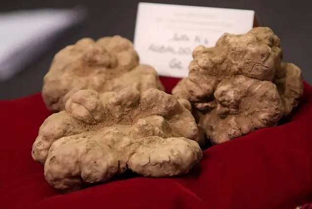 Quốc gia n&agrave;y sở hữu h&agrave;ng loạt &lsquo;c&acirc;y v&agrave;ng&rsquo; dưới l&ograve;ng đất: Gi&aacute; c&oacute; l&uacute;c l&ecirc;n tới h&agrave;ng tỷ đồng/kg, giới thượng lưu Mỹ, Trung săn l&ugrave;ng r&aacute;o riết - Ảnh 3.