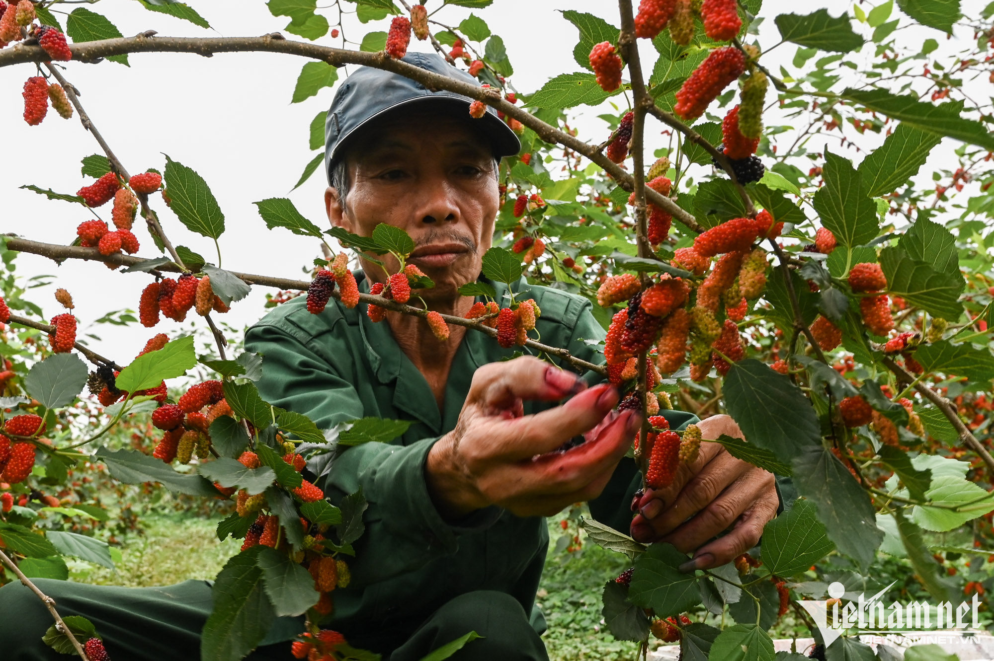 Nông dân Hà Nội thu tiền triệu mỗi ngày mùa thu hoạch dâu tằm - Ảnh 5.