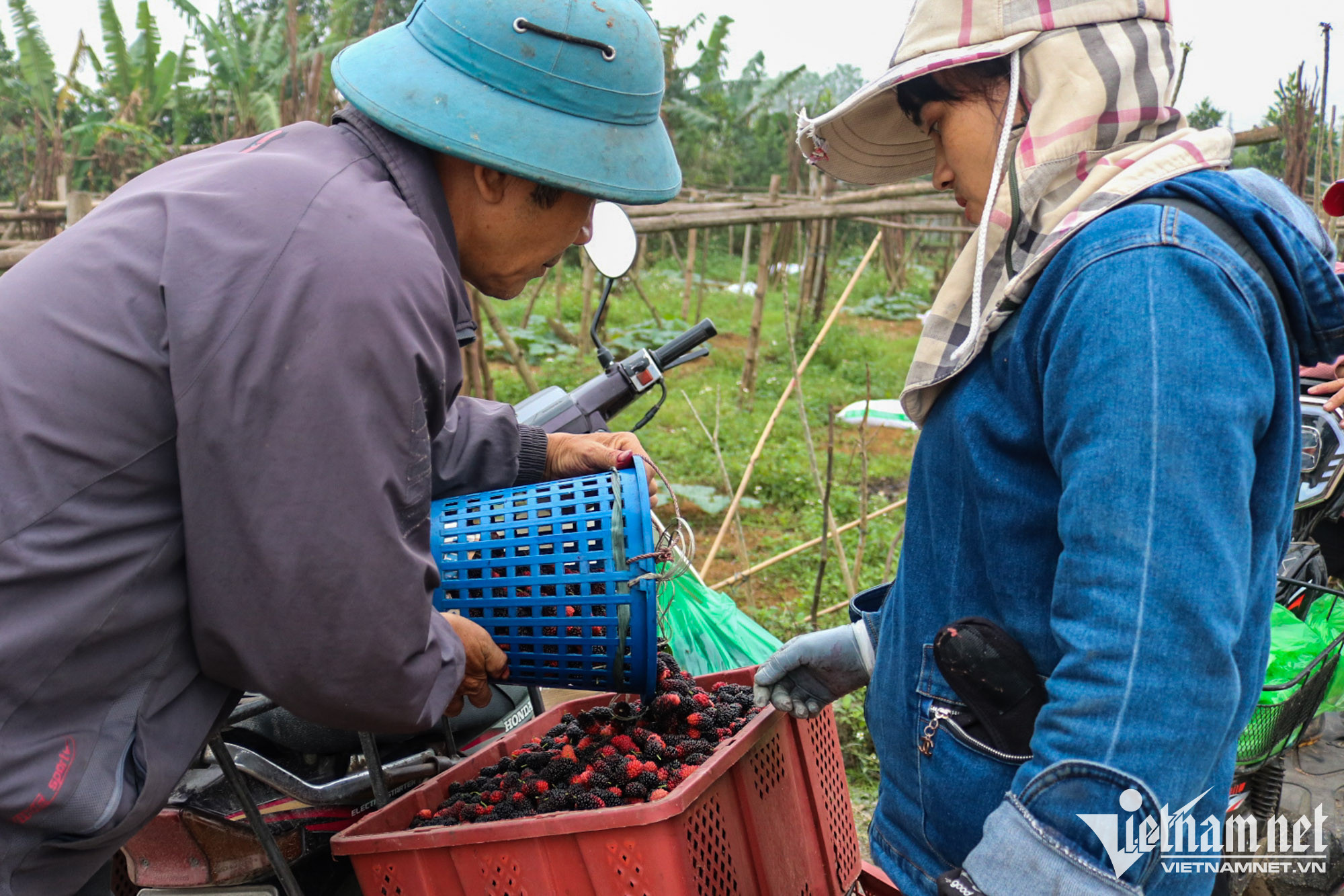 Nông dân Hà Nội thu tiền triệu mỗi ngày mùa thu hoạch dâu tằm - Ảnh 9.