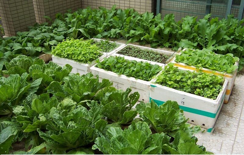 3 cách trồng rau tại nhà đơn giản, hiệu quả lại không quá tốn diện tích cho chị em - Ảnh 2. 3 cách trồng rau tại nhà đơn giản, hiệu quả lại không quá tốn diện tích cho chị em - Ảnh 2.