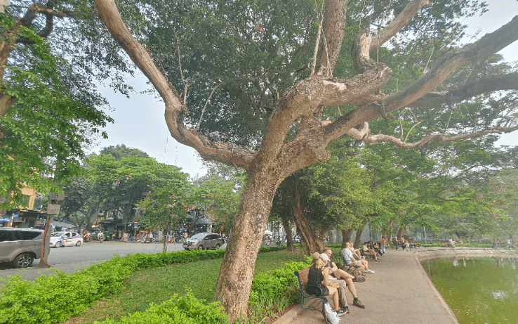 C&acirc;y sưa đỏ hằng trăm tuổi kh&ocirc; h&eacute;o ở bờ hồ Ho&agrave;n Kiếm
