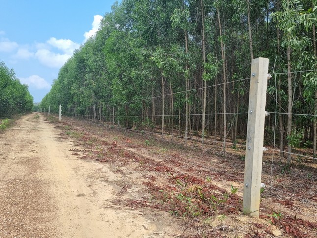 Thêm 15km hàng rào điện bảo vệ đàn voi hoang dã ở Đồng Nai - Ảnh 1.