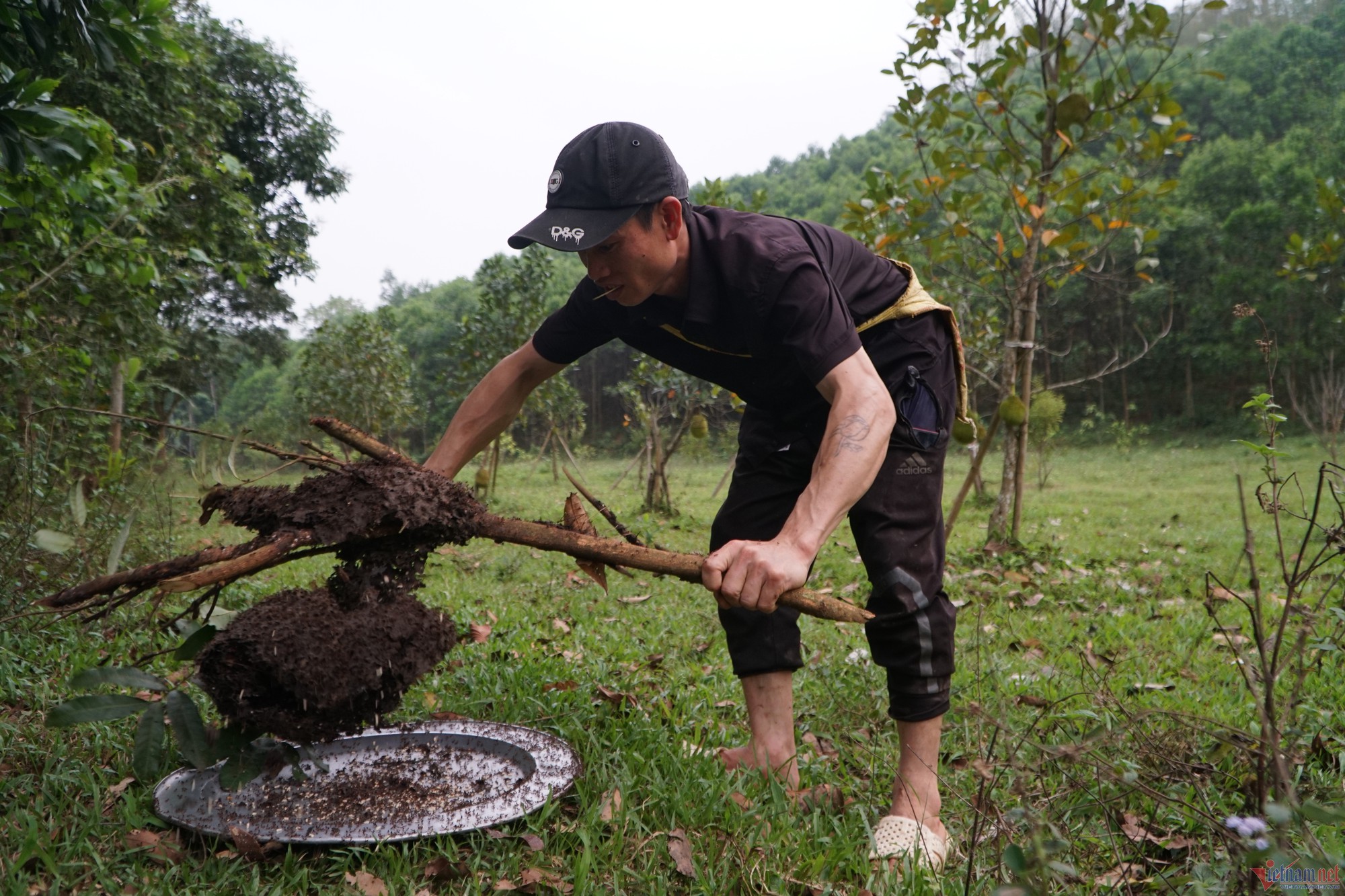 Đi săn trứng kiến, người dân vùng cao Thanh Hóa kiếm tiền triệu mỗi ngày - Ảnh 1.