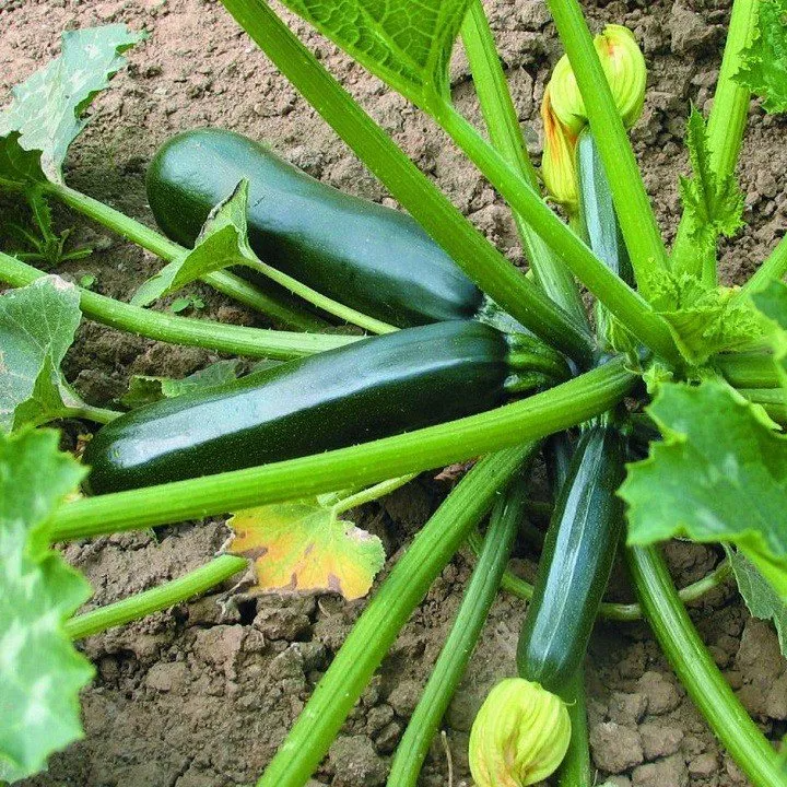 10 loại rau củ nên trồng trong tháng 6, 7, 8  - Ảnh 3.